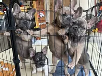 Lillie, a female French Bulldog for sale in Brookville, OH – 6 of 9
