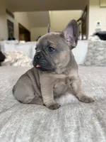 Tillie, a female French Bulldog for sale in Brookville, OH – 1 of 2