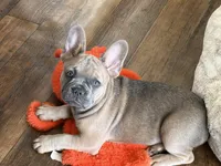 Tillie, a female French Bulldog for sale in Brookville, OH – 8 of 8