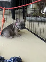 Ellie, a female French Bulldog for sale in Brookville, OH – 2 of 2