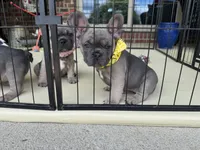Lillie, a female French Bulldog for sale in Brookville, OH – 2 of 2