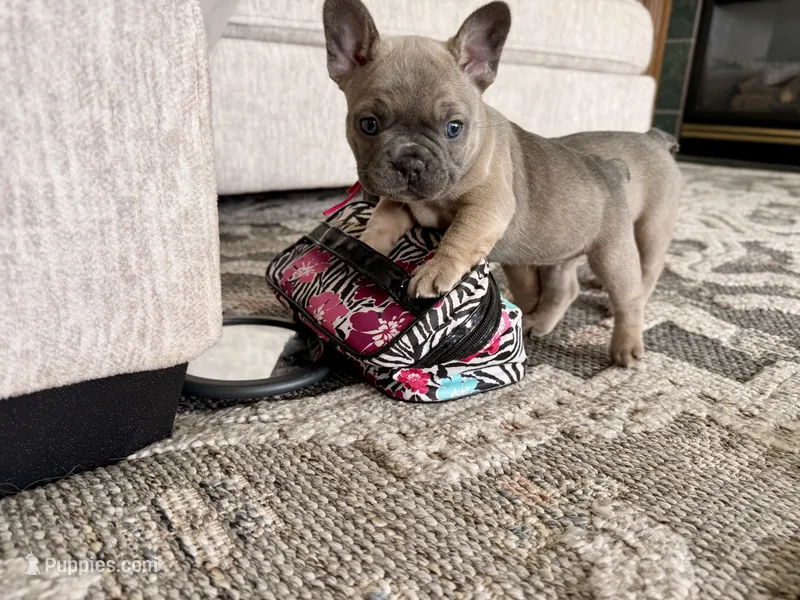 Ellie – French Bulldog puppy for sale in Brookville, OH