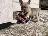 Ellie, a female French Bulldog for sale in Brookville, OH – 1 of 2
