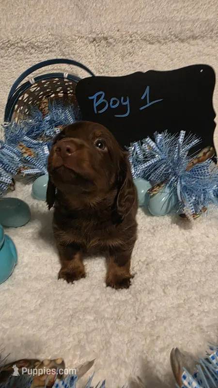 Beau – Dachshund puppy for sale in Muncie, IN