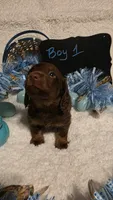 Beau, a male Dachshund for sale in Muncie, IN – Photo 1 of 7