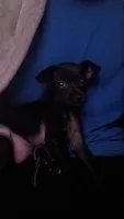 Roxanne , a female Chihuahua for sale in Tulsa, OK – 2 of 4