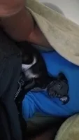 Roxanne , a female Chihuahua for sale in Tulsa, OK – 4 of 4