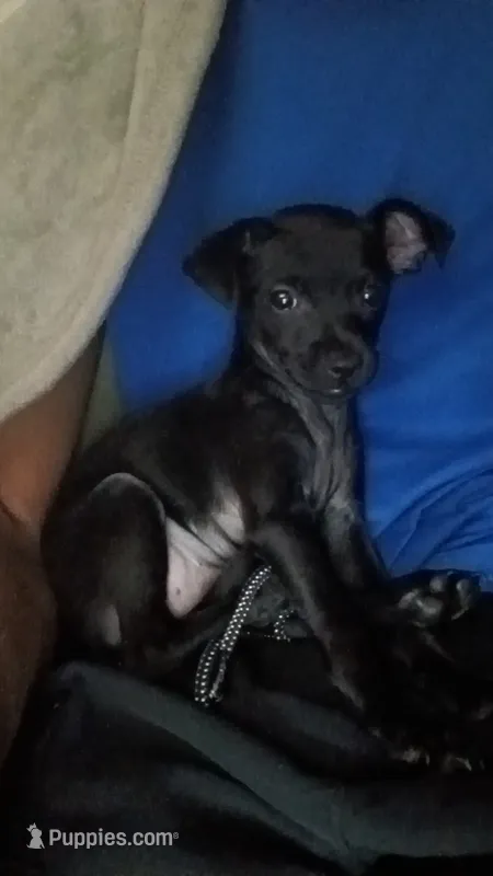 Roxanne  – Chihuahua puppy for sale in Tulsa, OK
