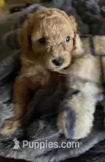 Cutie Pie #7 – Bichpoo puppy for sale in Stuart, FL