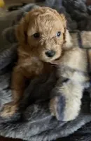 Cutie Pie #7, a male Bichpoo for sale in Stuart, FL – Photo 1 of 2