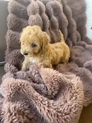 Cutie Pie #7 – Bichpoo puppy for sale in Stuart, FL