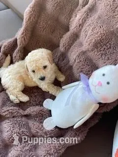 Cutie Pie #3 – Bichpoo puppy for sale in Stuart, FL