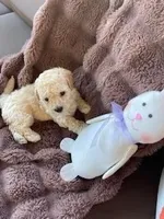 Cutie Pie #3, a male Bichpoo for sale in Stuart, FL – Photo 1 of 2