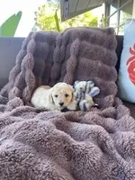 Cutie Pie # 2, a male Bichpoo for sale in Stuart, FL – Photo 1 of 2