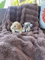 Cutie Pie # 2, a male Bichpoo for sale in Stuart, FL – Photo 2 of 2