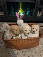 Cutie Pie # 5, a male Bichpoo for sale in Stuart, FL – Photo 2 of 2