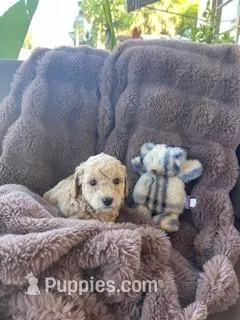 Cutie Pie # 5 – Bichpoo puppy for sale in Stuart, FL