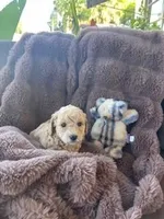 Cutie Pie # 5, a male Bichpoo for sale in Stuart, FL – Photo 1 of 2