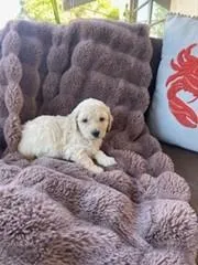 Cutie Pie #1 – Bichpoo puppy for sale in Stuart, FL