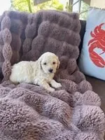 Cutie Pie #1, a female Bichpoo for sale in Stuart, FL – Photo 1 of 2