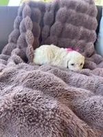 Cutie Pie #1, a female Bichpoo for sale in Stuart, FL – Photo 2 of 2