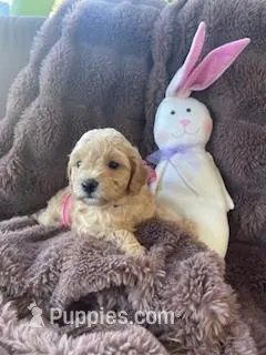 Cutie Pie # 4 – Bichpoo puppy for sale in Stuart, FL