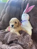 Cutie Pie # 4, a female Bichpoo for sale in Stuart, FL – Photo 1 of 3