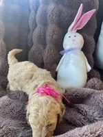 Cutie Pie # 4, a female Bichpoo for sale in Stuart, FL – Photo 3 of 3