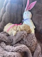 Cutie Pie # 4, a female Bichpoo for sale in Stuart, FL – Photo 2 of 3