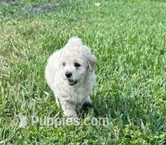 Cutie Pie #6  – Bichpoo puppy for sale in Stuart, FL