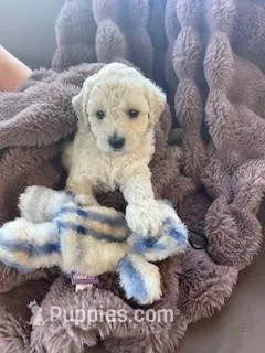 Cutie Pie #6  – Bichpoo puppy for sale in Stuart, FL