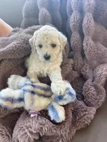 Cutie Pie #6 , a male Bichpoo for sale in Stuart, FL – Photo 1 of 2