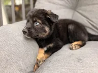 Chonk, a female Pomsky for sale in Newton, KS – 5 of 5