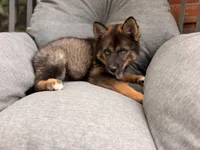 Jimothy , a female Pomsky for sale in Newton, KS – 4 of 9