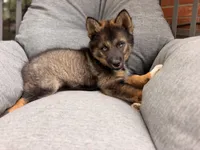 Jimothy , a female Pomsky for sale in Newton, KS – 6 of 9