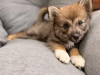 Chloe, a female Pomsky for sale in Newton, KS – 6 of 8
