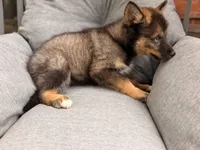 Jimothy , a female Pomsky for sale in Newton, KS – 8 of 9