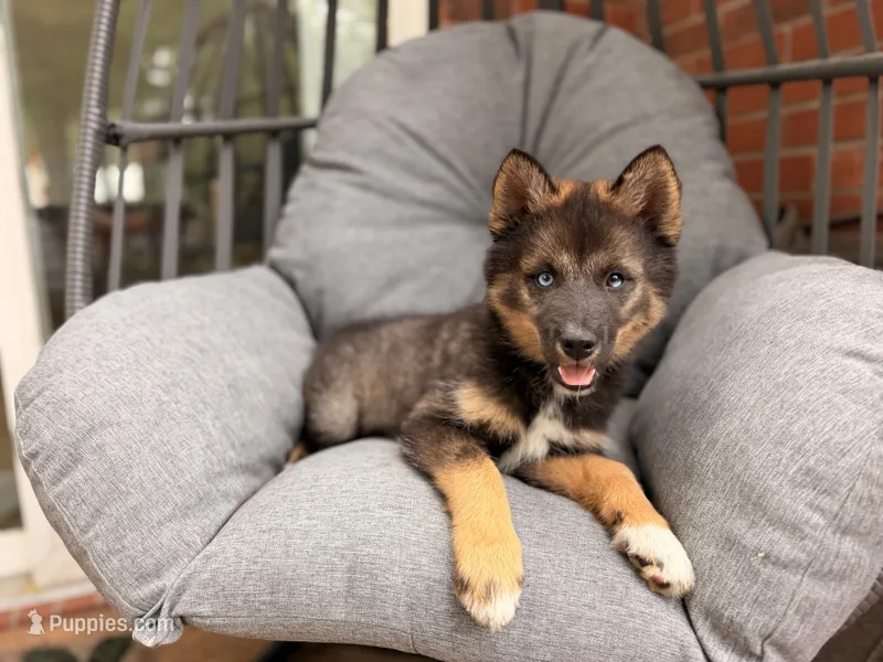 Jimothy  – Pomsky puppy for sale in Newton, KS