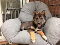 Jimothy , a female Pomsky for sale in Newton, KS – 1 of 9