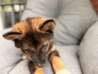 Jimothy , a female Pomsky for sale in Newton, KS – 2 of 9
