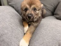 Chloe, a female Pomsky for sale in Newton, KS – 7 of 8