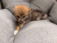 Chloe, a female Pomsky for sale in Newton, KS – 8 of 8