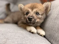 Chloe, a female Pomsky for sale in Newton, KS – 1 of 8