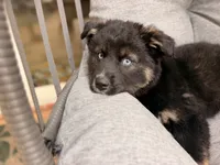 Chonk, a female Pomsky for sale in Newton, KS – 2 of 5