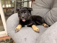 Chonk, a female Pomsky for sale in Newton, KS – 4 of 5
