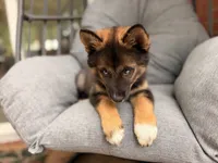 Jimothy , a female Pomsky for sale in Newton, KS – 3 of 9