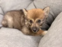 Chloe, a female Pomsky for sale in Newton, KS – 5 of 8