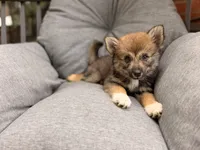 Chloe, a female Pomsky for sale in Newton, KS – 4 of 8