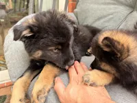 Chonk, a female Pomsky for sale in Newton, KS – 3 of 5