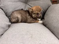 Chloe, a female Pomsky for sale in Newton, KS – 3 of 8